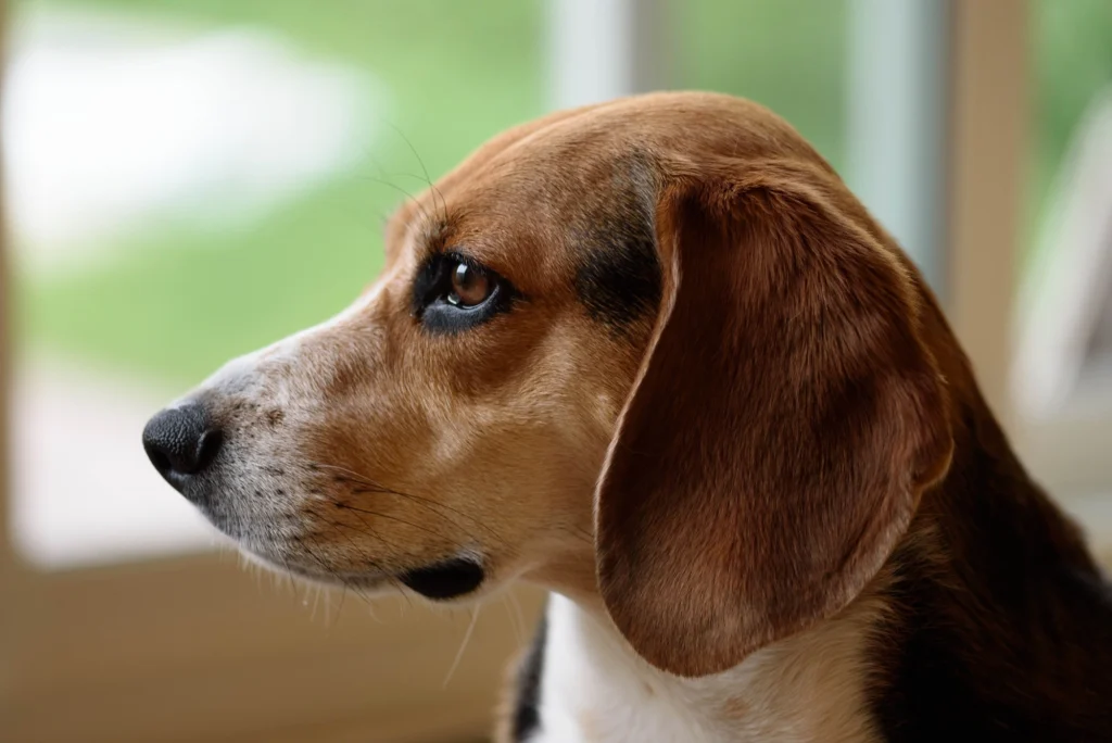 imagen-de-perro